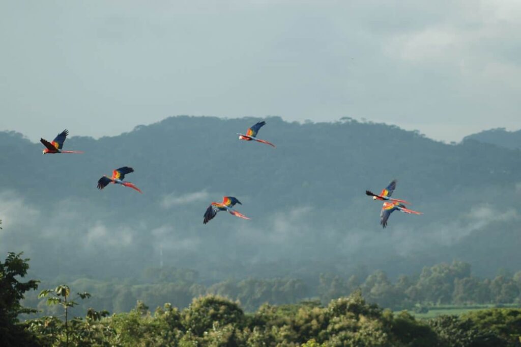 CARARA NATIONAL PARK